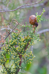 Cupressus pygmaea