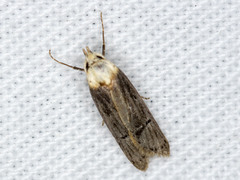 Ioptera