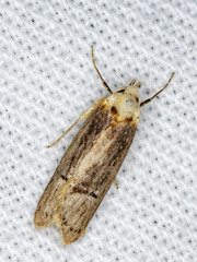 Ioptera