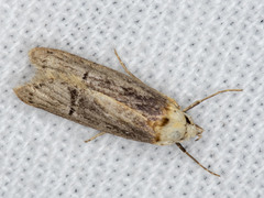 Ioptera