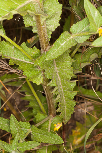wavyleaf mullein