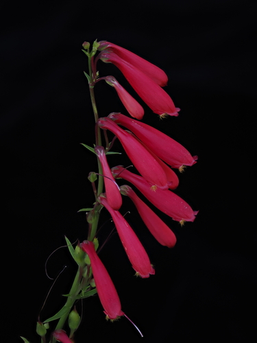 Cardinal Beardtongue (Penstemon cardinalis)