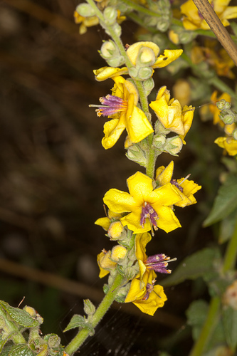 wavyleaf mullein