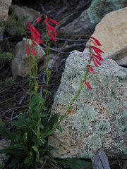 Penstemon cardinalis, photograph (c) Alan Rockefeller, some rights reserved (CC BY)