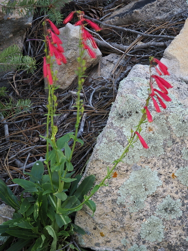 Penstemon cardinalis, photograph 2