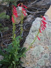 Penstemon cardinalis, photograph (c) Alan Rockefeller, some rights reserved (CC BY)