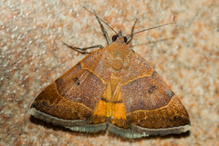 Plecopterodes moderata