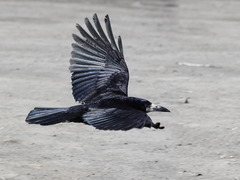 Corvus frugilegus