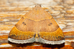 Plecopterodes moderata