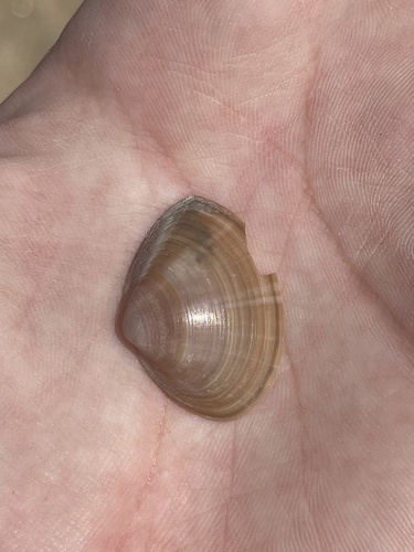 Mactra stultorum