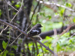 Ficedula hypoleuca