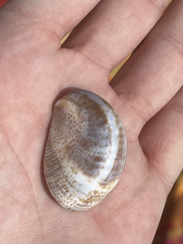 Crepidula fornicata