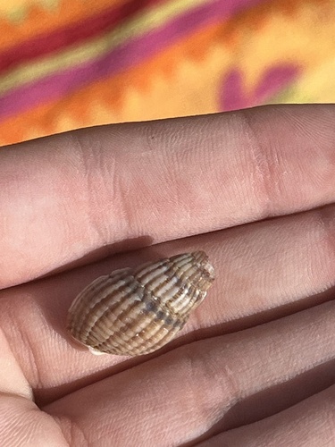 Tritia reticulata