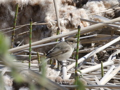 Phylloscopus collybita