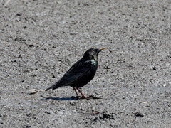 Sturnus vulgaris