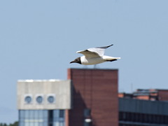 Chroicocephalus ridibundus