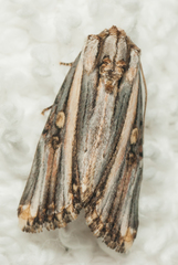 Anedhella rectiradiata