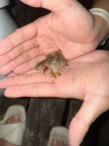 Epinephelus coioides