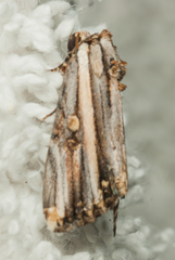 Anedhella rectiradiata