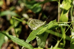 Leptosia nina niobe