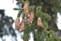 Picea abies
