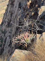 Aloe mutabilis, photograph (c) Matthew Fainman, some rights reserved (CC BY)