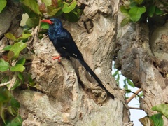 Phoeniculus purpureus