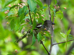Fringilla coelebs