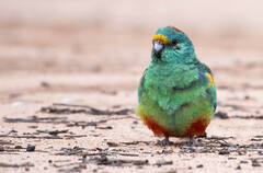 Mulga Parrot