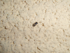 Geocoris pallidipennis