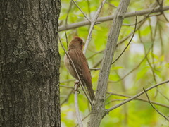 Carpodacus erythrinus