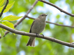 Phylloscopus collybita