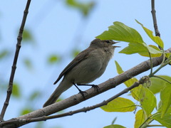 Phylloscopus collybita