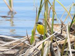 Motacilla tschutschensis