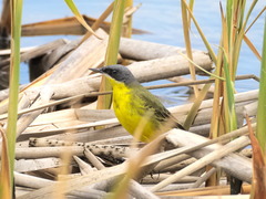 Motacilla tschutschensis