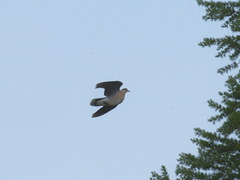 Streptopelia orientalis