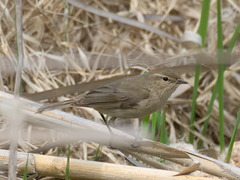 Phylloscopus collybita