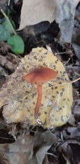 Rhodophana nitellina