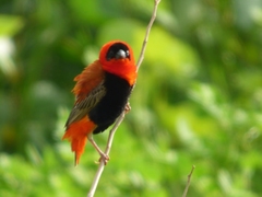 Euplectes franciscanus