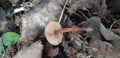Rhodophana nitellina