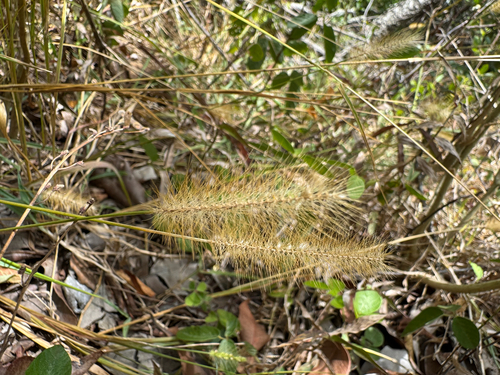 Setaria parviflora observed 2025-08-10