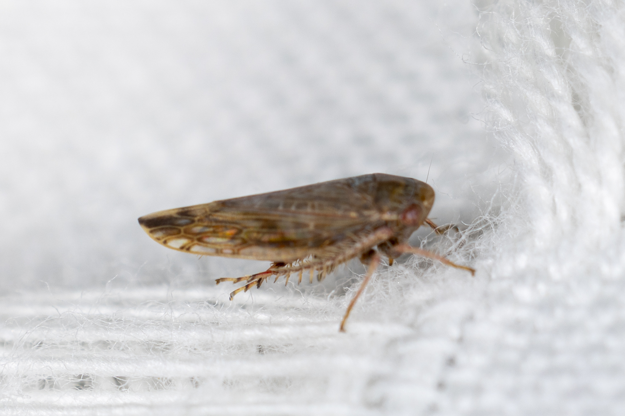 Acinopterus angulatus | Insect Vectors of Plant Disease