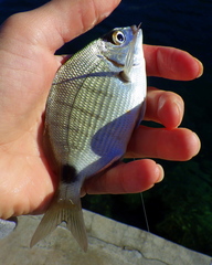Diplodus holbrookii