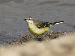 Motacilla flava