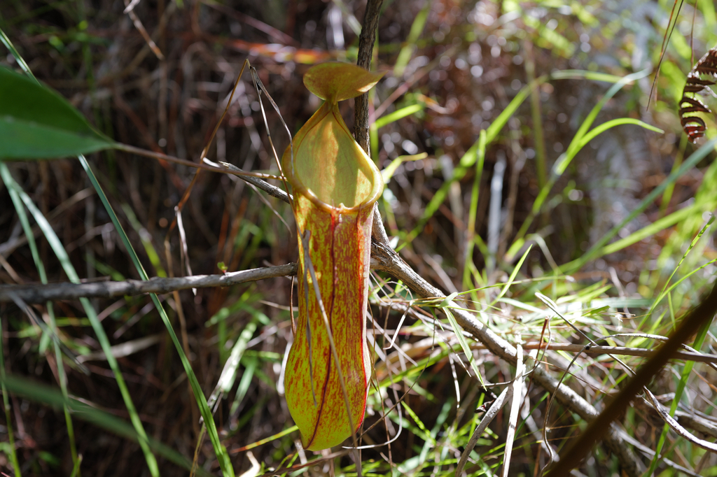 Nepenthes alata Blanco