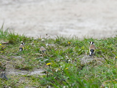Carduelis carduelis