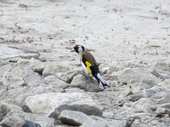 Carduelis carduelis