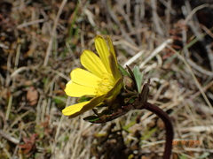 Ranunculus verticillatus