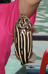 Goldenstriped Soapfish photo 5