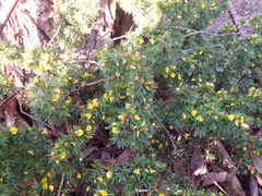 Pultenaea involucrata